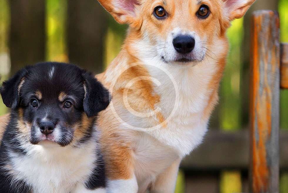 Big or Small, Corgi’s Good for All