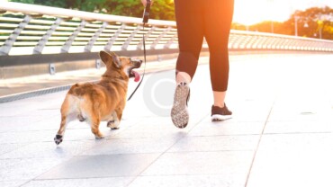 Excericse, Perform, Rest – Your Pup’s Schedule