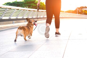 Excericse, Perform, Rest – Your Pup’s Schedule