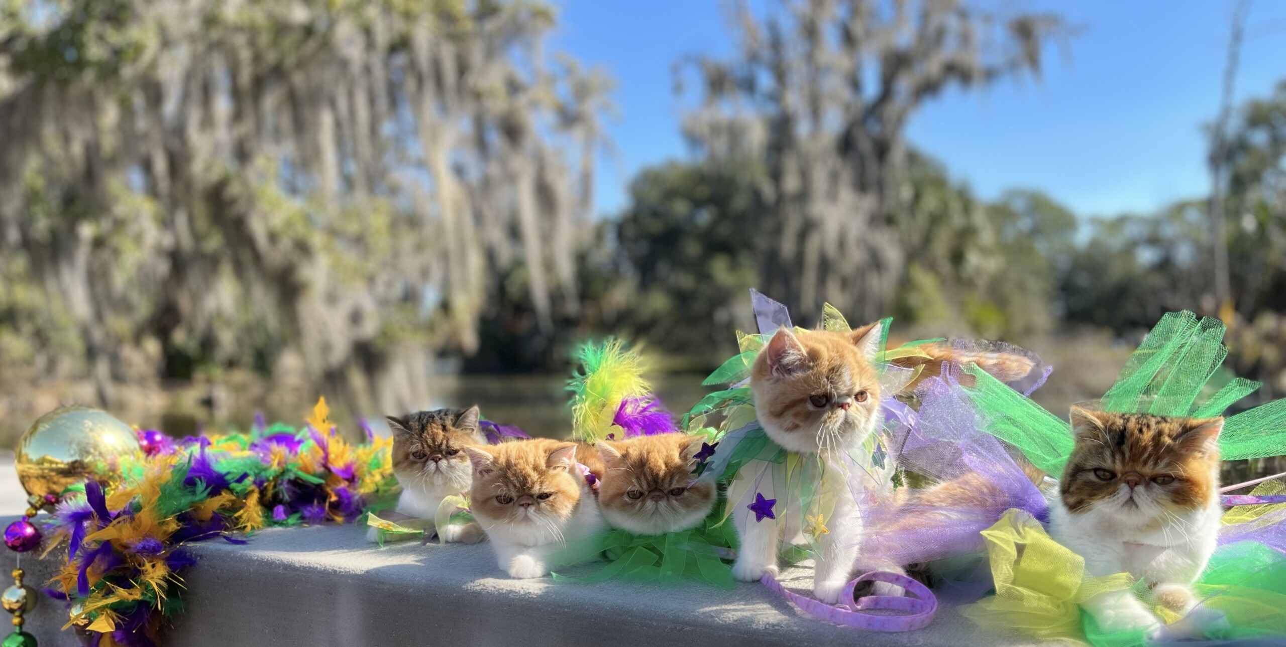 Exotic Shorthair Persians Kreole Kitty New Orleans City Park Oak Tree Hanging Moss Kittens Mardi Gras Pet Costumes